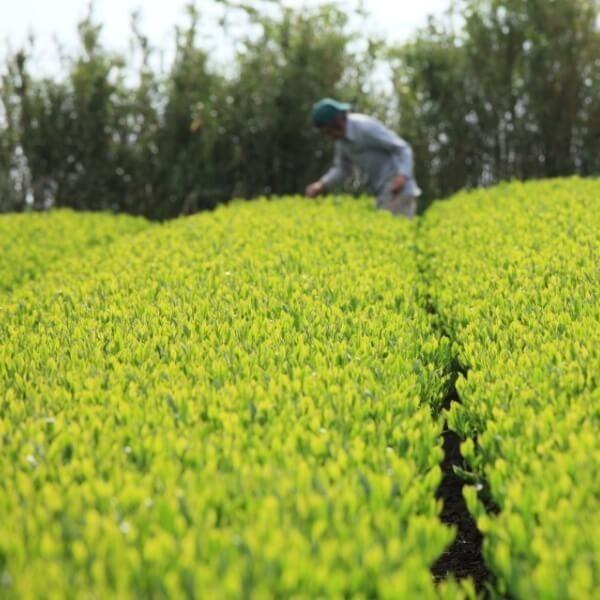 みなまた和紅茶 飲み比べ3種セット 天の製茶園 お茶の坂口園 8119-3
