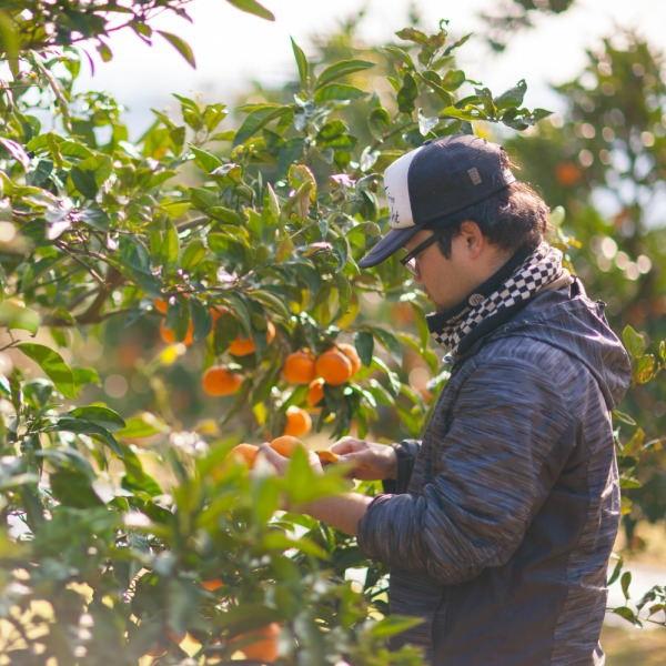 津之望みかん 約4kg ご自宅用 送料無料(北海道・沖縄・離島を除く)熊本 福田農場 約20玉から30玉SからMサイズ R141