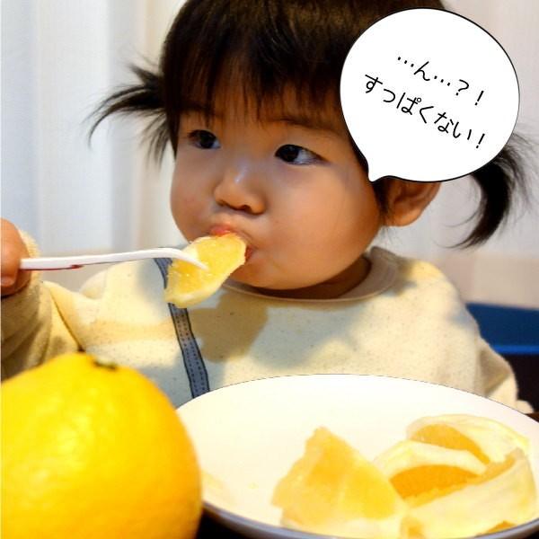 青果 はるかみかん 約4kg ご自宅用 送料無料 Mから2Lサイズ 14玉〜20玉前後 福田農場 R145