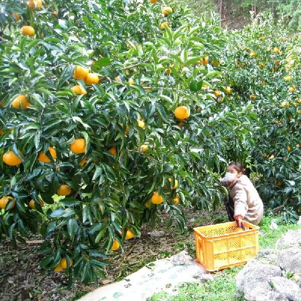 甘夏みかん 4㎏ ご自宅用 送料無料 10玉前後 福田農場 R201