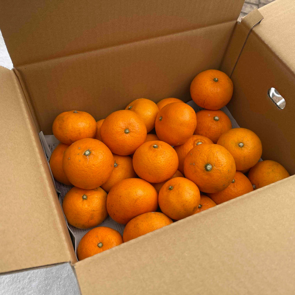 津之望みかん 約4kg ご自宅用 送料無料（北海道・沖縄・離島を除く）熊本 福田農場 約20玉から30玉SからMサイズ R141