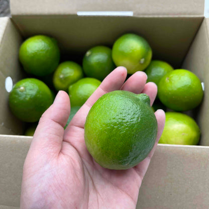 国産 ライム 2kg ノーワックス 防腐剤 防かび剤不使用 ご家庭用 有機肥料栽培 熊本県産 R189