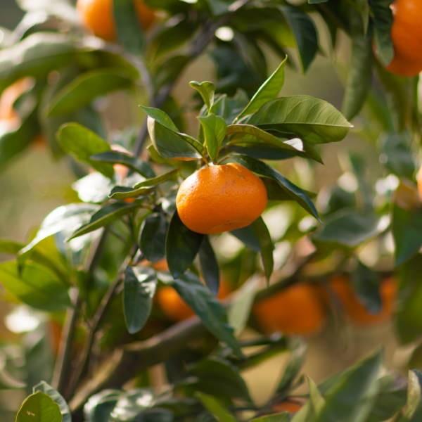 津之望みかん 約4kg ご自宅用 送料無料（北海道・沖縄・離島を除く）熊本 福田農場 約20玉から30玉SからMサイズ R141