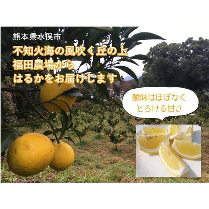 予約注文【2月下旬発送予定】はるかみかん 約4kg ご自宅用 送料無料 Mから2Lサイズ 18玉〜20玉前後 福田農場  R145