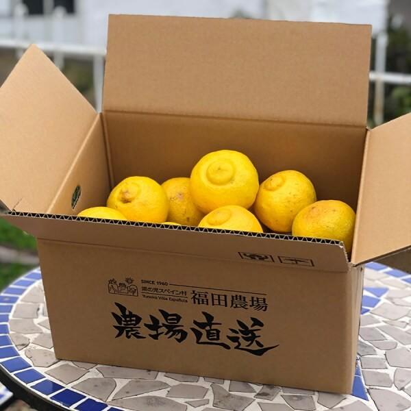 予約注文【2月下旬発送予定】はるかみかん 約4kg ご自宅用 送料無料 Mから2Lサイズ 18玉〜20玉前後 福田農場  R145