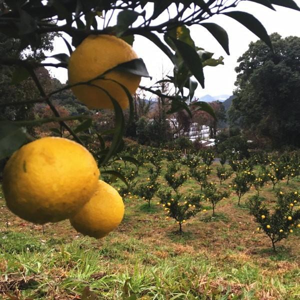 予約注文【2月下旬発送予定】はるかみかん 約4kg ご自宅用 送料無料 Mから2Lサイズ 18玉〜20玉前後 福田農場  R145