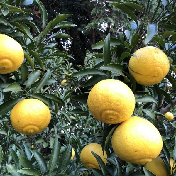 青果 はるかみかん 約4kg ご自宅用 送料無料 Mから2Lサイズ 14玉〜20玉前後 福田農場  R145