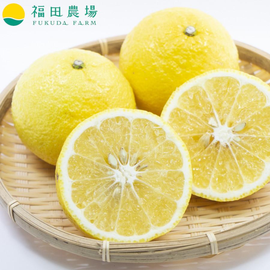 予約注文【2月下旬発送予定】はるかみかん 約4kg ご自宅用 送料無料 Mから2Lサイズ 18玉〜20玉前後 福田農場  R145