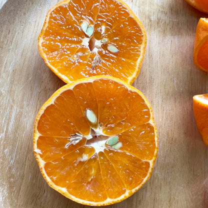 津之望みかん 約4kg ご自宅用 送料無料（北海道・沖縄・離島を除く）熊本 福田農場 約20玉から30玉SからMサイズ R141